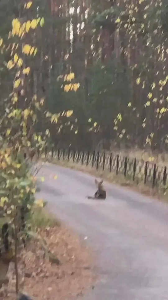 Обложка видео