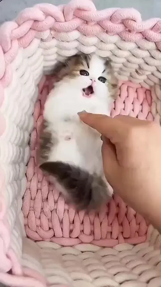 Обложка видео