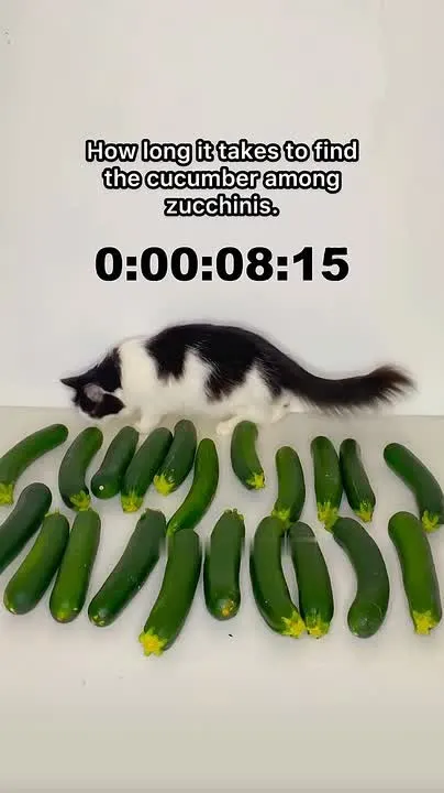 Обложка видео