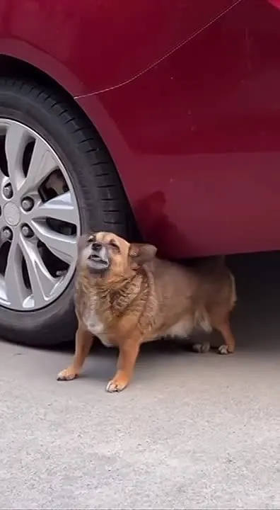 Обложка видео