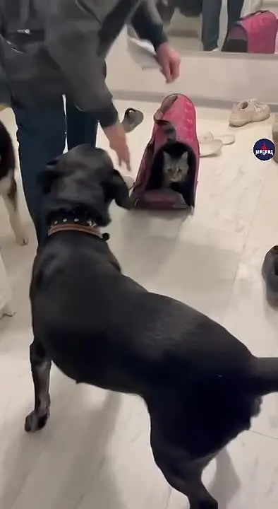 Обложка видео