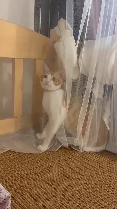 Обложка видео