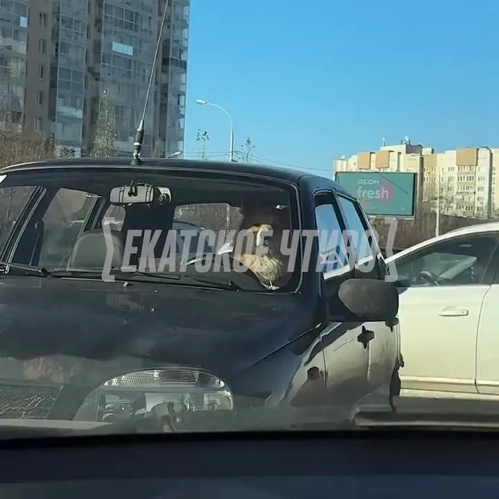 Обложка видео