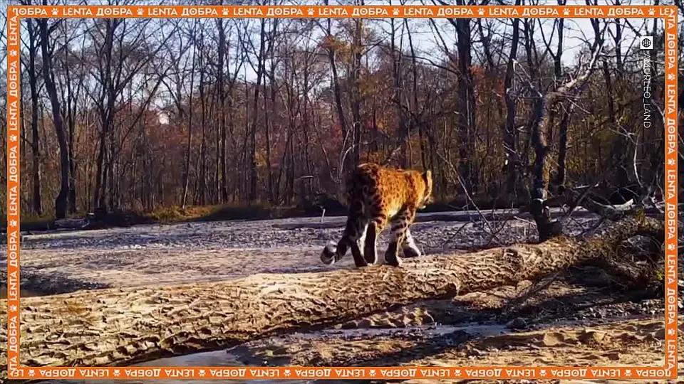 Обложка видео