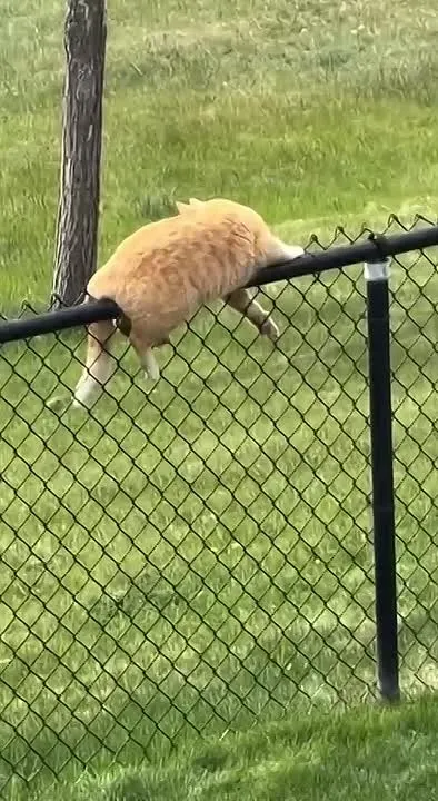 Обложка видео