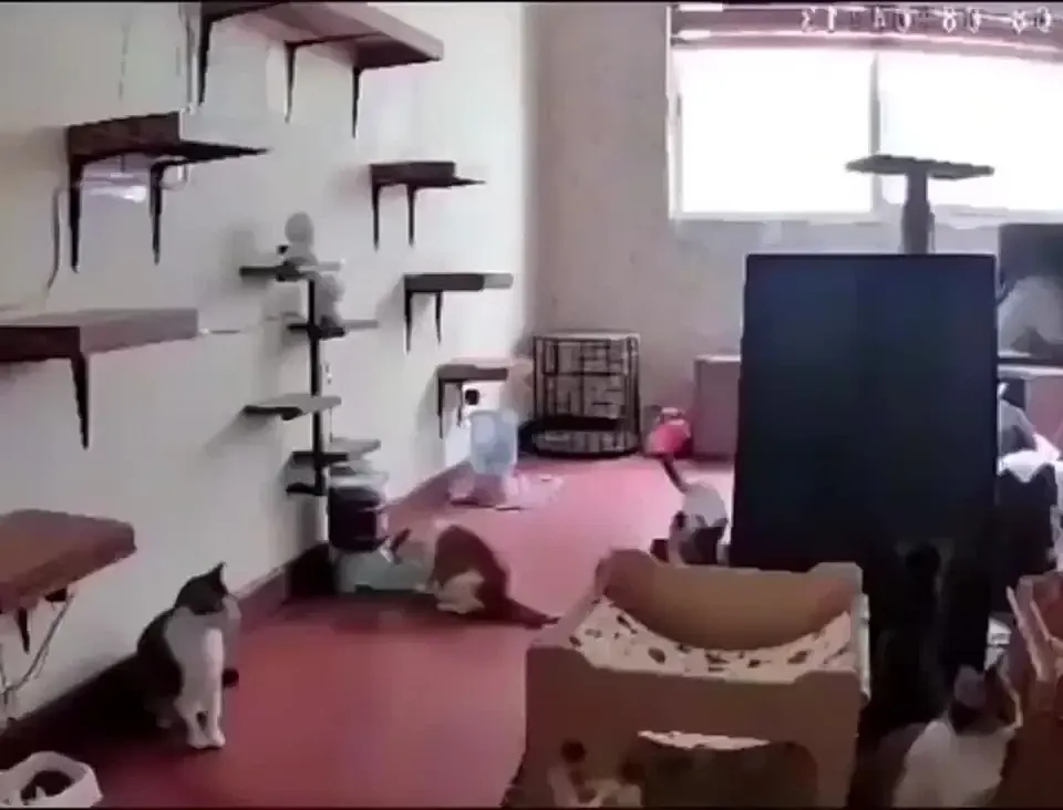Обложка видео