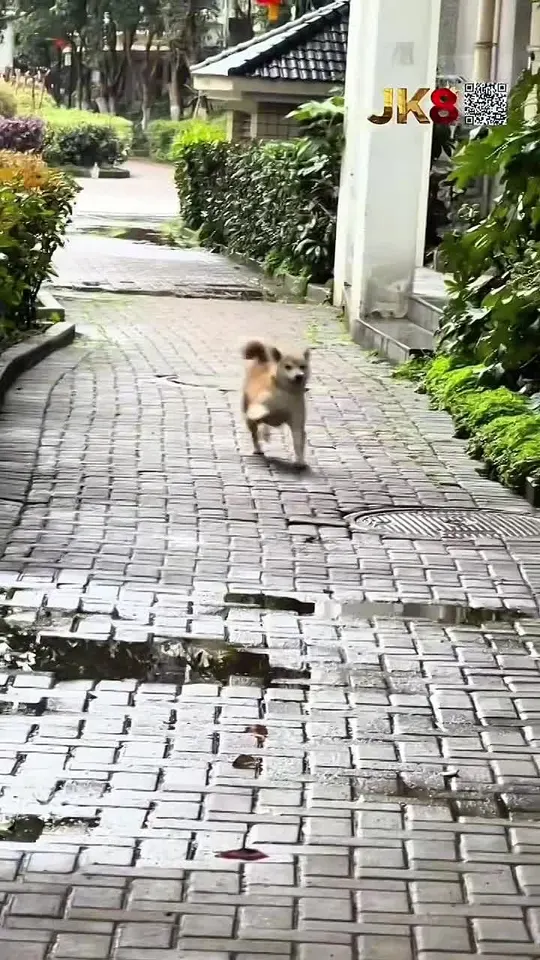 Обложка видео