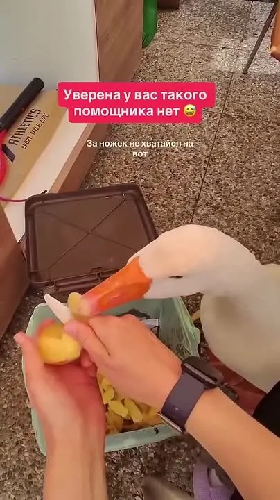 Обложка видео