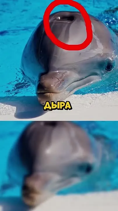 Обложка видео