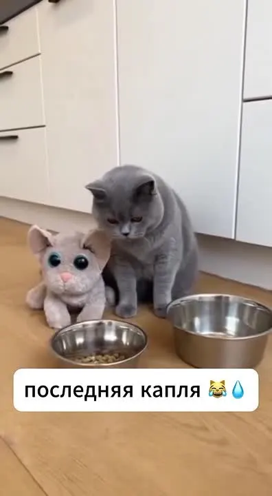 Обложка видео