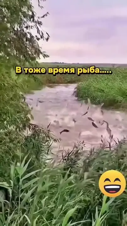 Обложка видео
