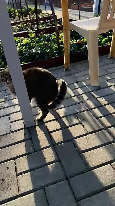Обложка видео