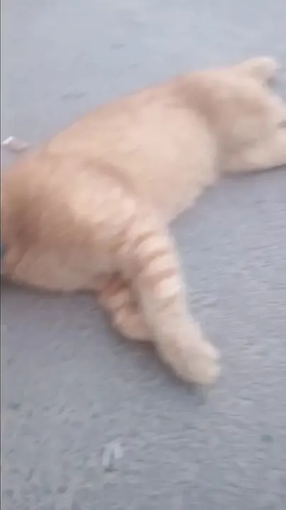 Обложка видео
