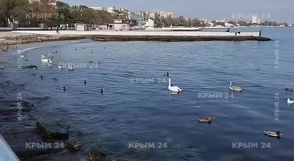 Обложка видео