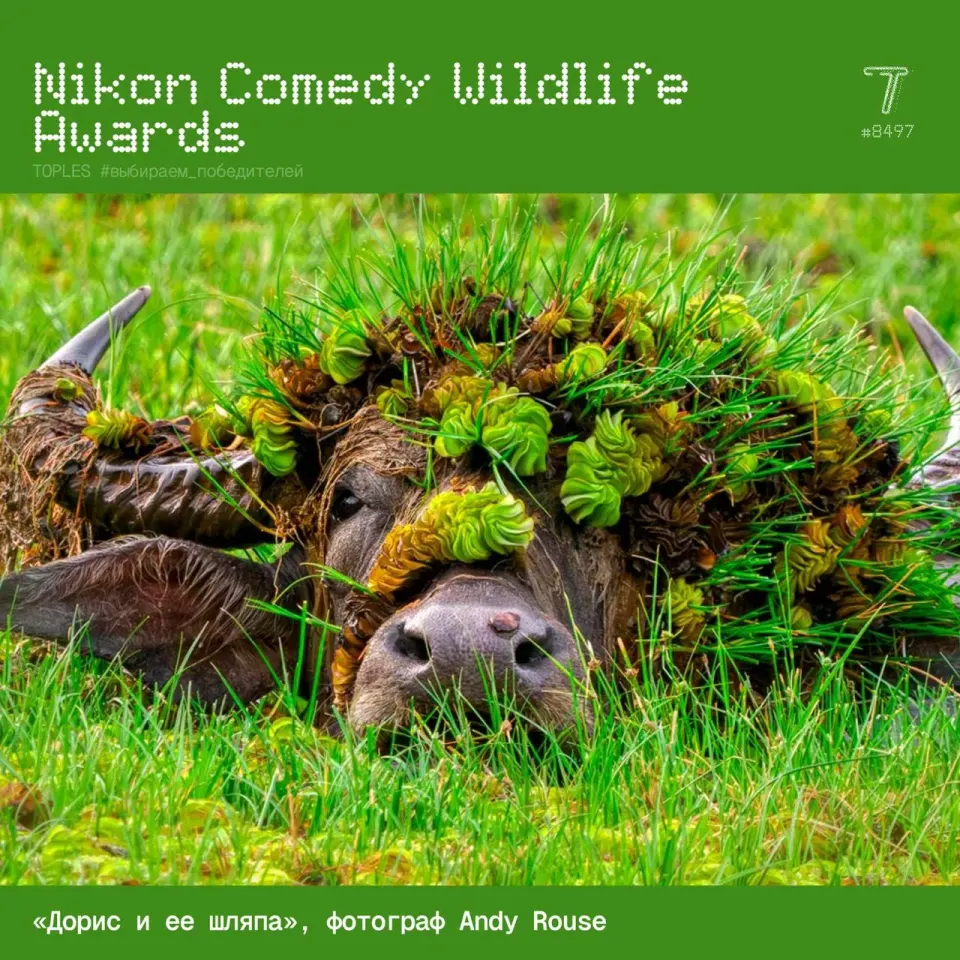 Фото из поста