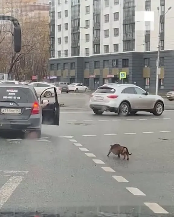 Обложка видео