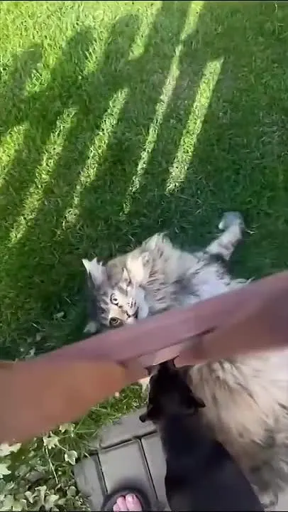 Обложка видео