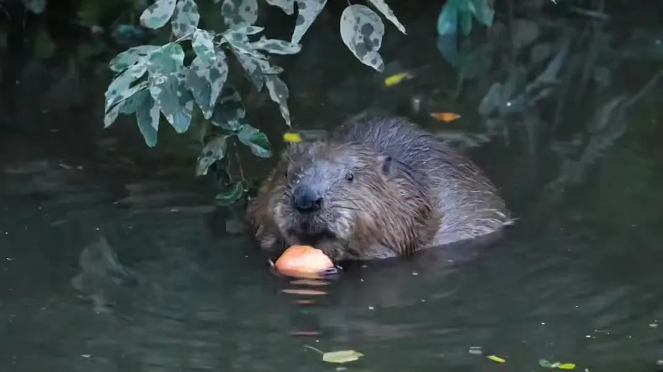 Обложка видео