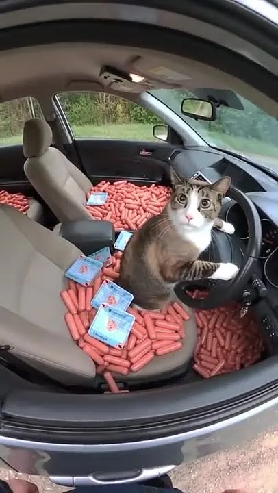 Обложка видео