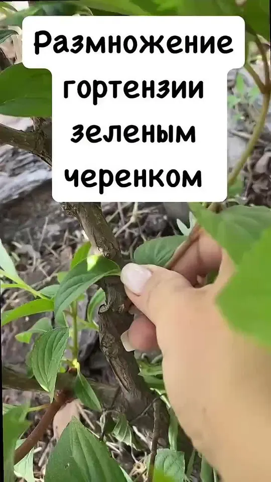 Обложка видео