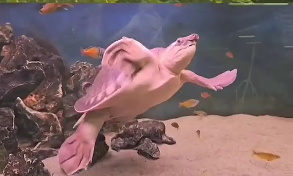 Обложка видео