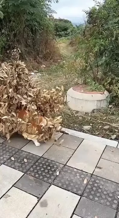 Обложка видео