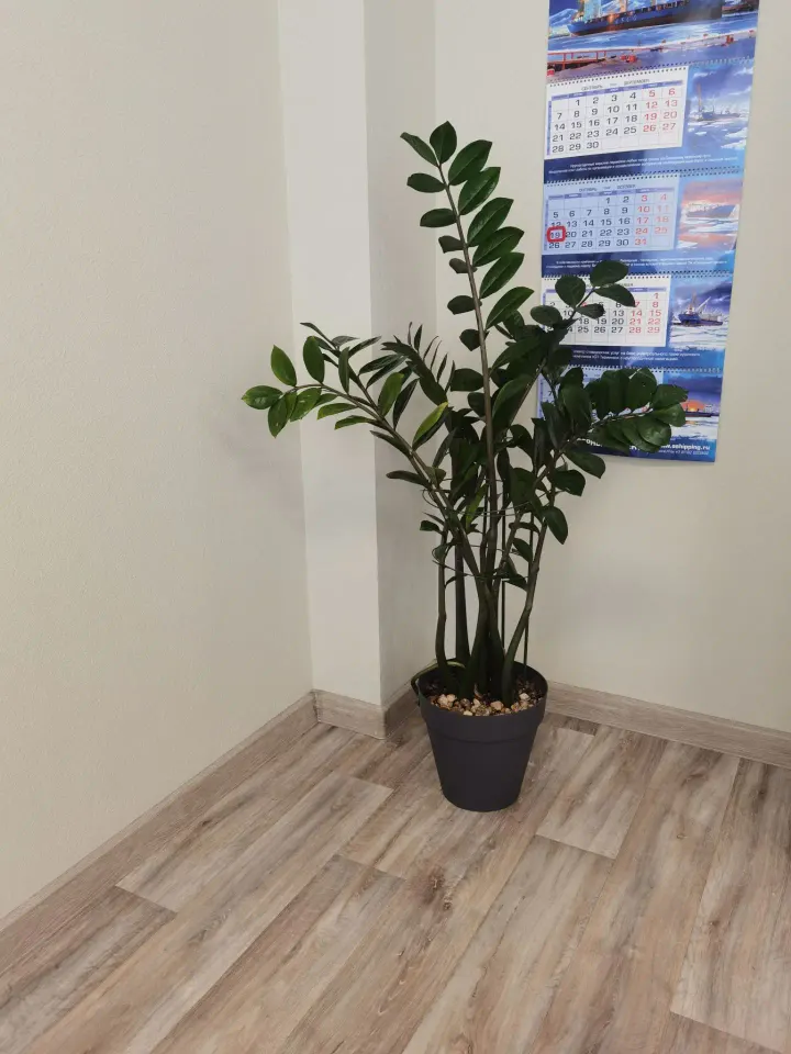 Фото из поста
