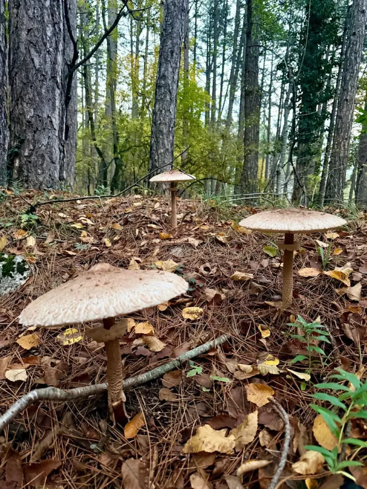 Фото из поста