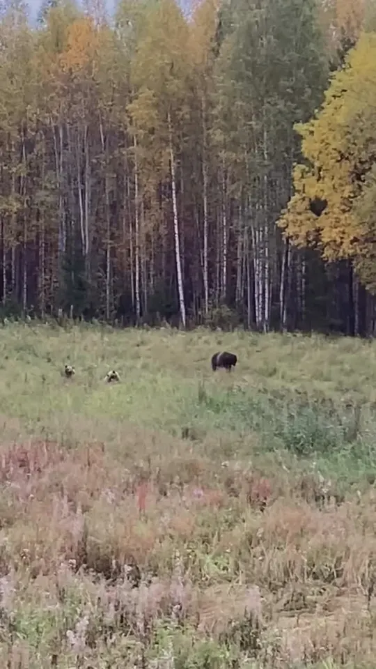 Обложка видео
