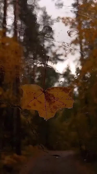 Обложка видео