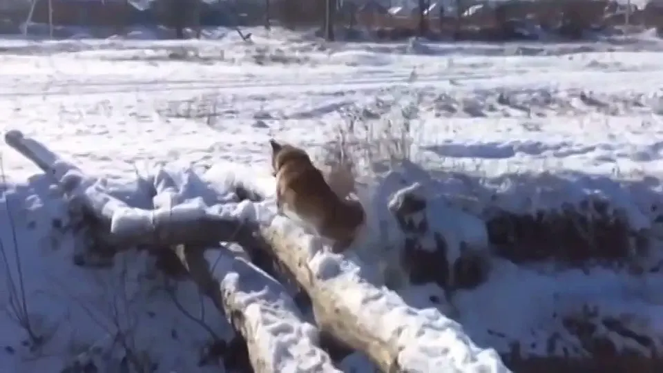 Обложка видео