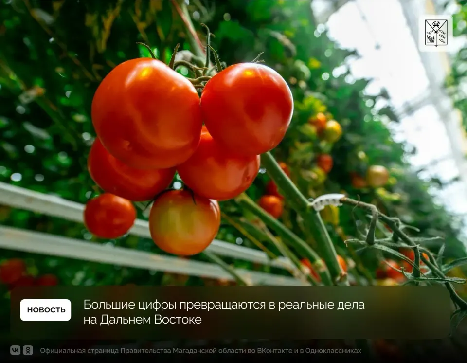 Фото из поста