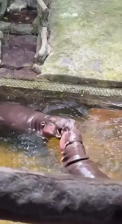 Обложка видео