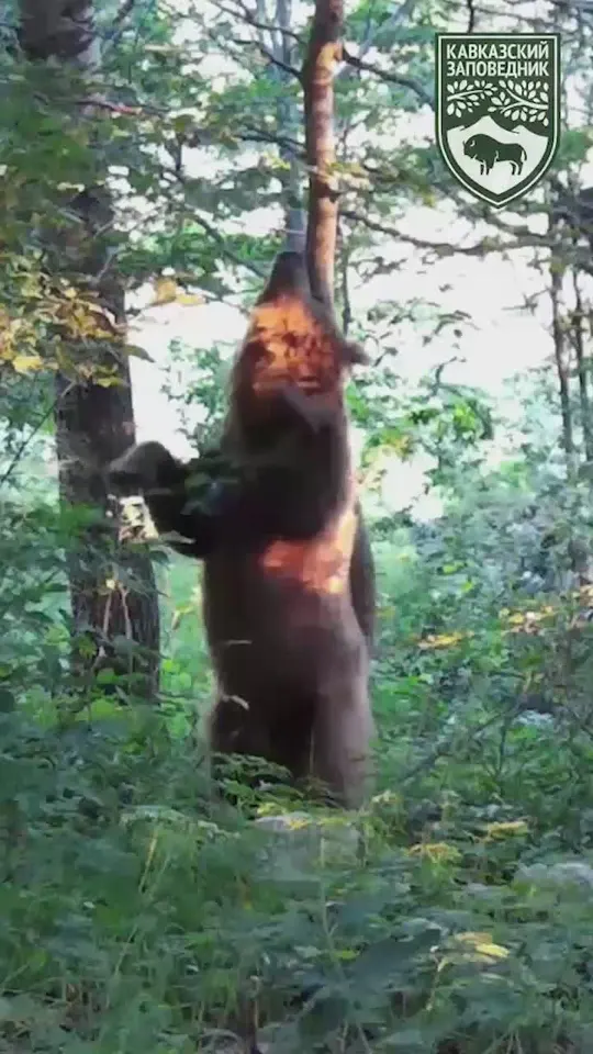 Обложка видео