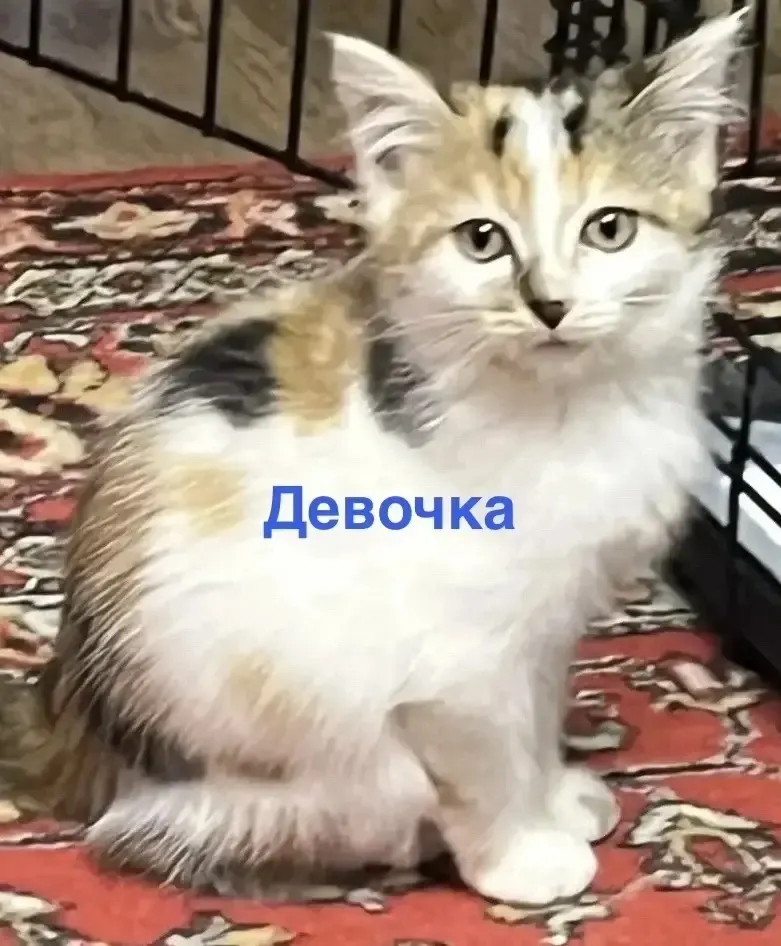 Фото из поста