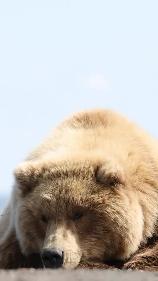 Обложка видео