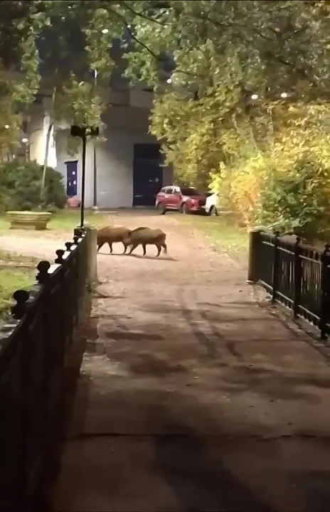 Обложка видео