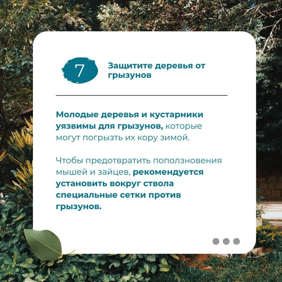 Фото из поста