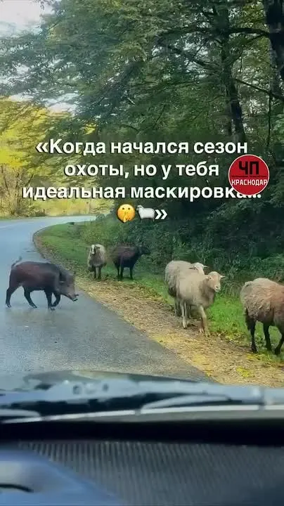 Обложка видео