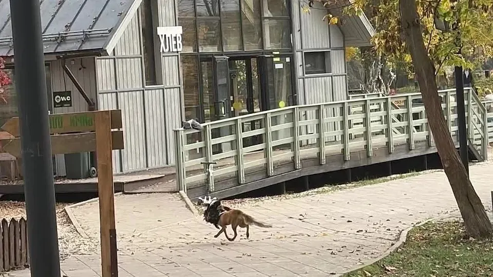 Обложка видео