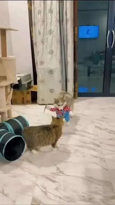 Обложка видео