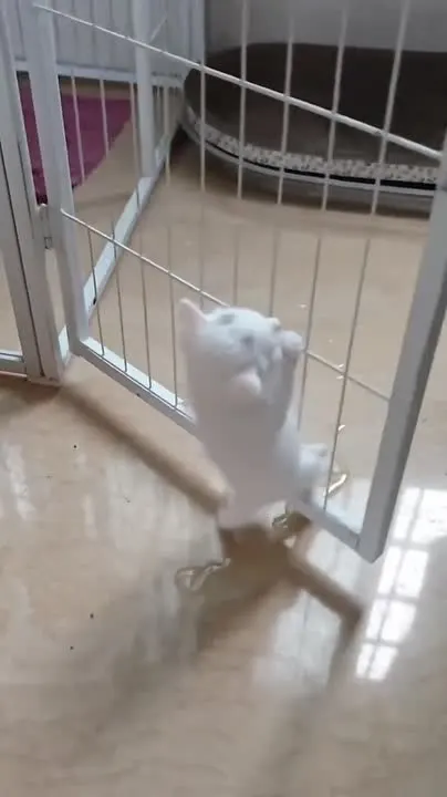 Обложка видео