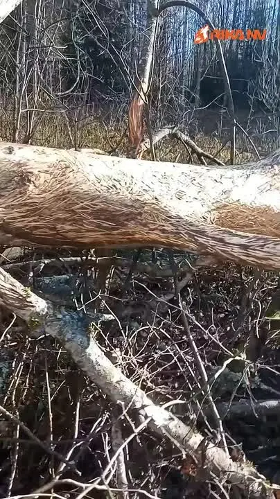Обложка видео