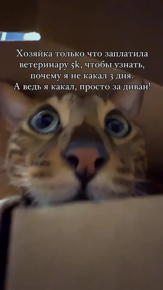 Обложка видео