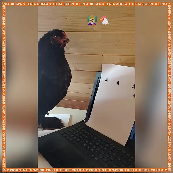 Обложка видео