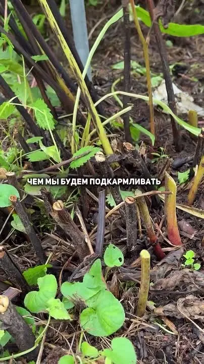 Обложка видео