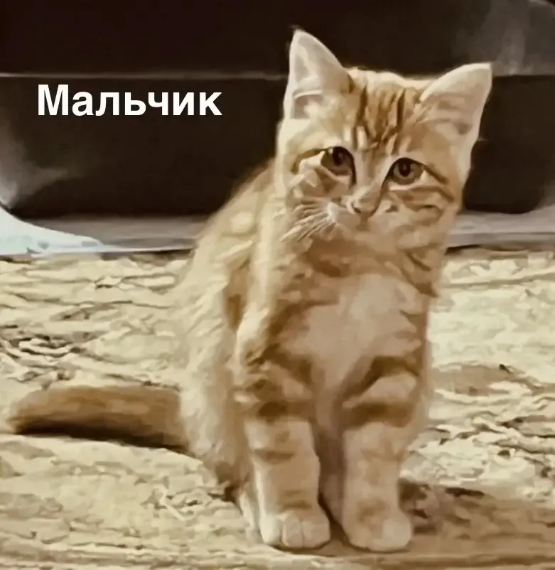 Фото из поста