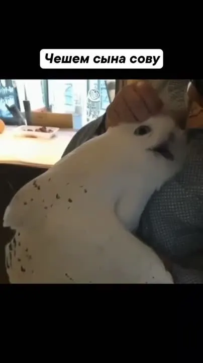 Обложка видео