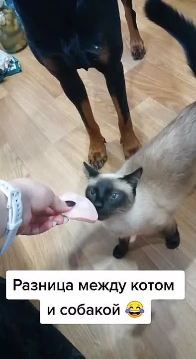 Обложка видео
