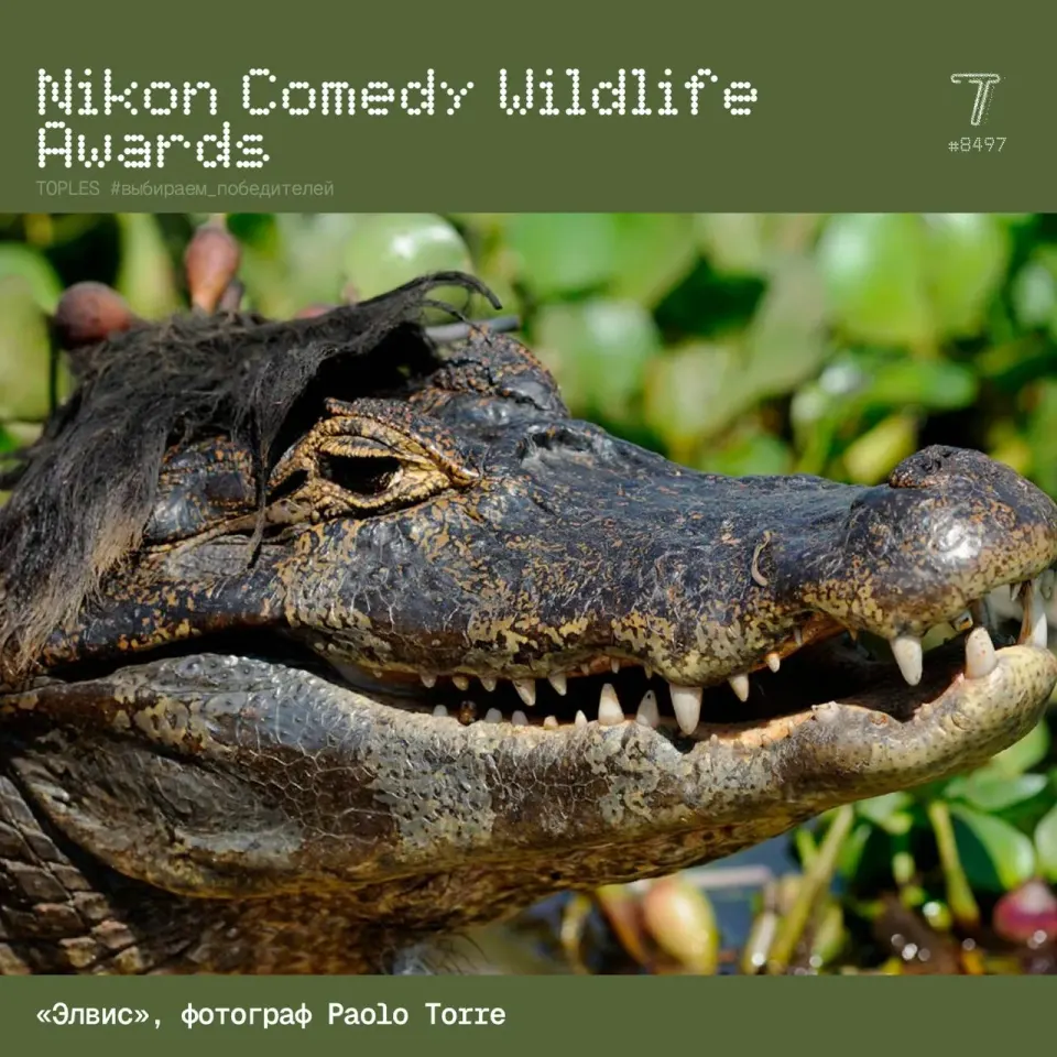 Фото из поста